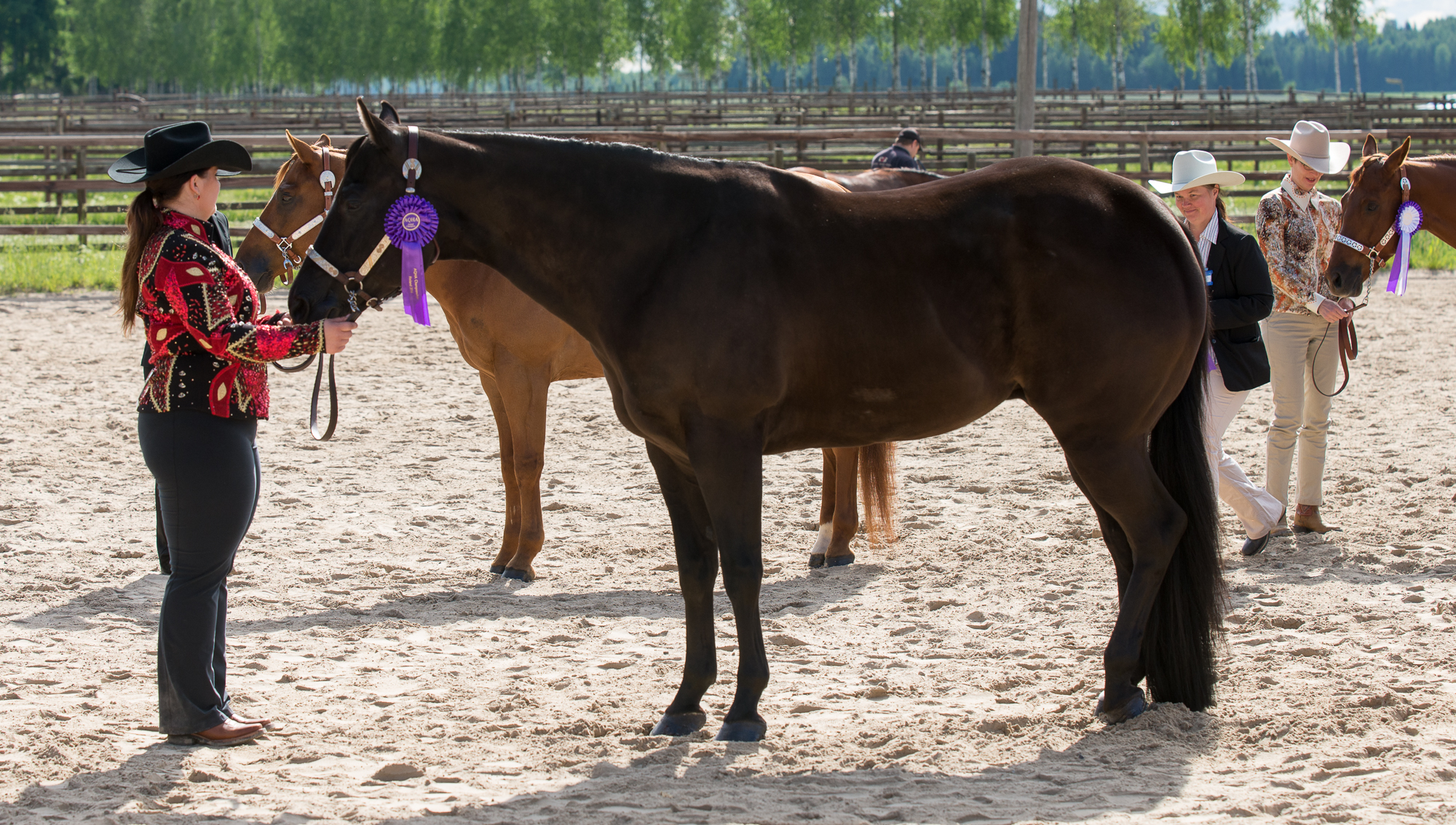 Showmanship at halter